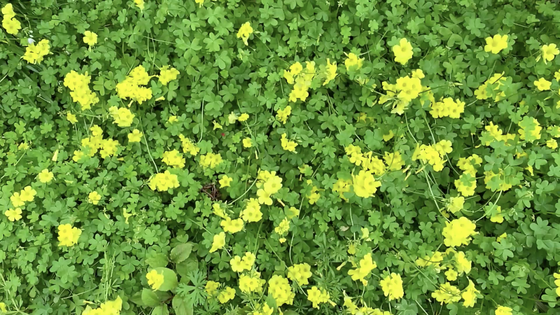 映像制作・動画制作の有限会社イース - 東京都・大田区・蒲田